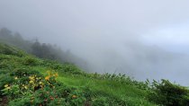 Azorai