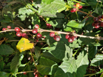 Gvatemala