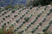 Alinos kelionė į Italiją