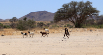 Himba gentis