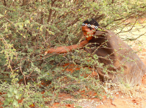 Kalahario dykuma