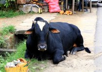 Šri Lanka