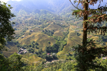 Vietnamas