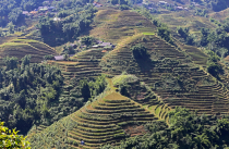Vietnamas