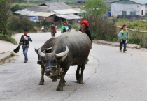 Vietnamas