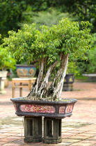 Vietnamas