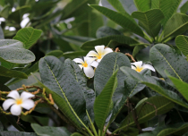 Vietnamas