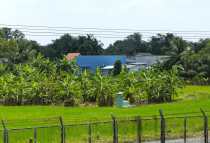 Vietnamas