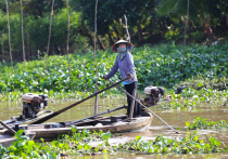 Vietnamas