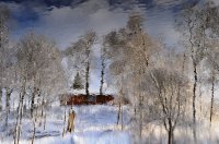 &quot;Žiemos atspindys&quot; Eugenija Šeinauskienė