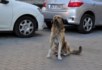 &quot;Transporto sargas&quot; Eugenija Šeinauskienė