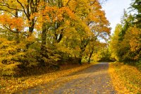 &quot;Rudens taku&quot; Albina Jasinskaitė