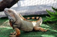 &quot;Iguana&#039; Albina Jasinskaitė