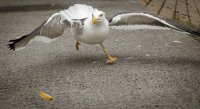 &quot;Čia manoo...&quot; Birutė Šimonienė