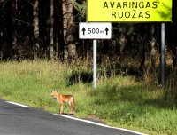 &quot;Avaringas ruožas&quot; Alina Akcijonaitienė