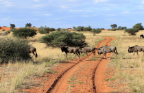 &quot;Namibija 2022&quot; Saulė Prušinskaitė
