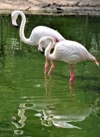  &quot;Flamingai rymo&quot; Albina Jasinskaitė