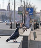 &quot;Miestiečiai&quot; Dmitrij Fedosejev
