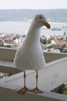 &quot;Smalsusis kiras&quot; Jovita Pretzsch
