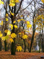 &quot;Ramybės parke&quot; Gintaras Vitulskis