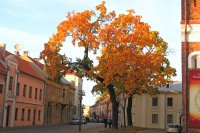 &quot;Senamiesčio kampelis&quot; Gintaras Vitulskis