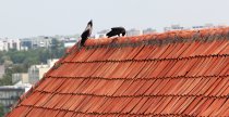 &quot;Kuosos ant stogo&quot; Michael Pretzsch