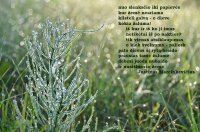 3 Birutė Simanavičienė