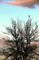 &quot;Paskutinis paukštis&quot; Alina Akcijonaitienė