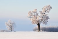 &quot;Dviese laukuose&quot; Albina Jasinskaitė