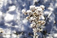 &quot;Spygliukai&quot; Alina Akcijonaitienė
