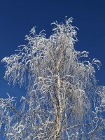 &quot;Baltai mėlyna žiema&quot; Alina Akcijonaitienė
