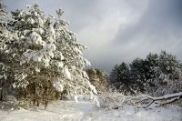 &quot;Nugalėjo šviesa&quot; Birutė Simanavičienė
