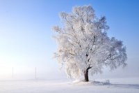 &quot;Šerkšno padabintas&quot; Albina Jasinskaitė