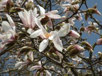 &quot;Magnolijos&quot; Rita Būgienė