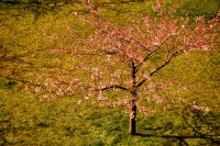 &quot;Sakura&quot; Nijolė Piškinaitė