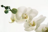 &quot;Orchidėja&quot; Birutė Simanavičienė