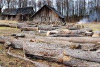 Ką kalba miškas