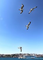 Stambulas