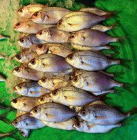 Stambulas
