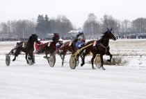 Žirgas fotografijoje Dusetose 2015
