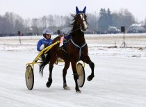 Žirgas fotografijoje Dusetose 2015