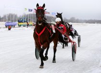 Žirgas fotografijoje Dusetose 2015