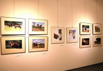 Žirgas fotografijoje Dusetose 2015