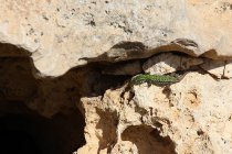 img_0086
