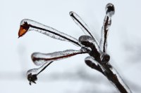 Frozen - užšalęs