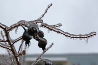 Frozen thorns