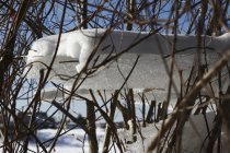 Frozen in the air