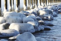Frozen palanga