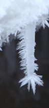 Frozen