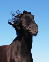 Horses